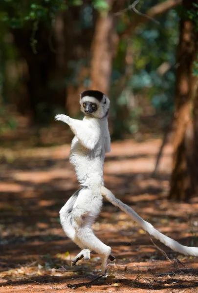 Tanzendes Sifaka-Springen. — Stockfoto