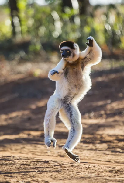 Dancing Sifaka jumping. — Stock Photo, Image