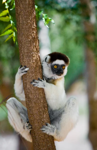 Tanzender Sifaka auf einem Baum sitzend — Stockfoto