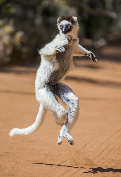 Dansende sifaka's springen. — Stockfoto