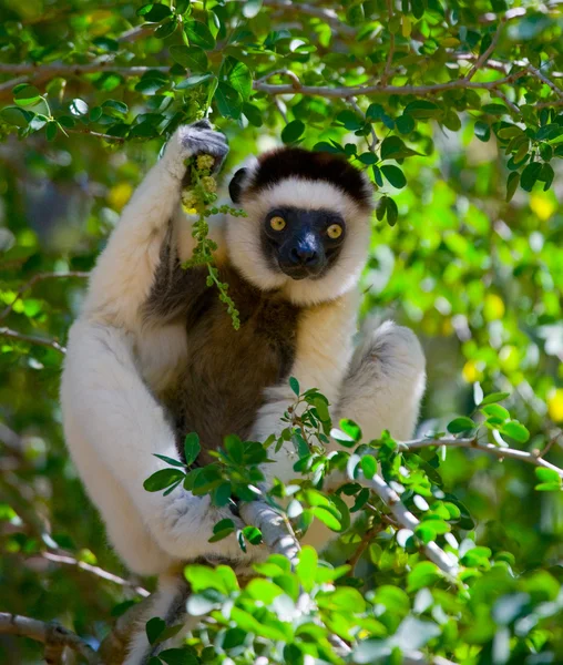 Tančící Sifaka sedí na stromě — Stock fotografie