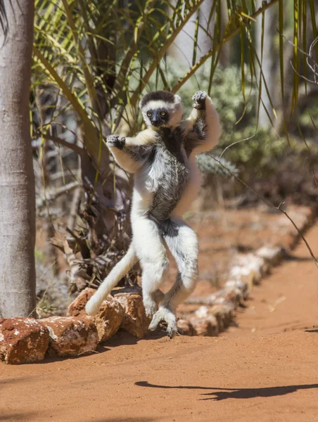 Dansende sifaka's springen. — Stockfoto