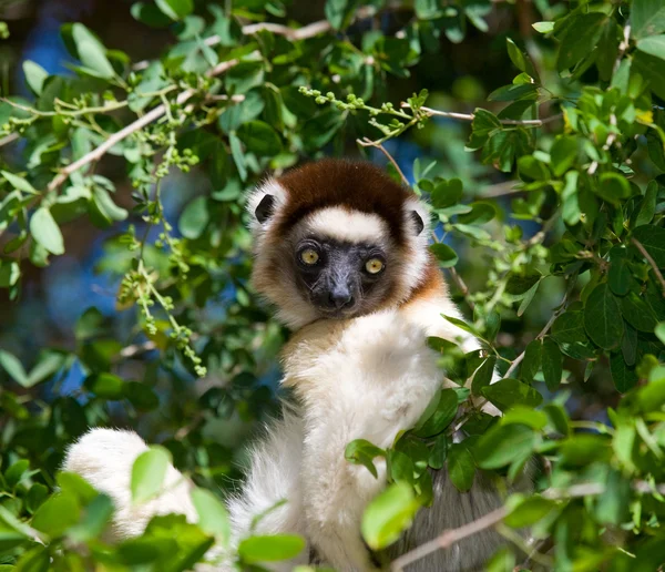 Ballando Sifaka seduto su un albero — Foto Stock