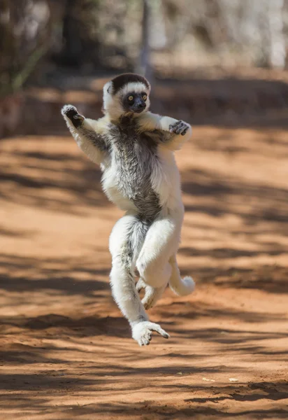 Dansende sifaka's springen. — Stockfoto