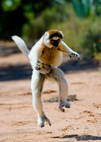 Tánc, Sifaka ugrás. — Stock Fotó