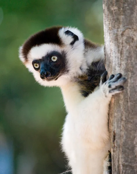 Porträtt av dans Sifaka.på — Stockfoto