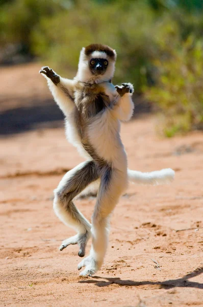 Dancing Sifaka jumping. — Stock Photo, Image