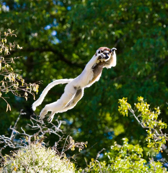 Bailando Sifaka saltando . — Foto de Stock