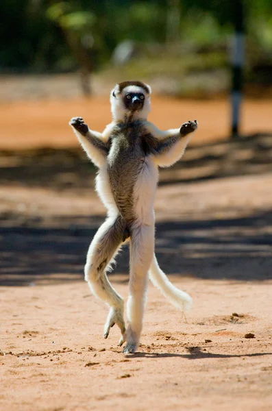 Dansende sifaka's springen. — Stockfoto