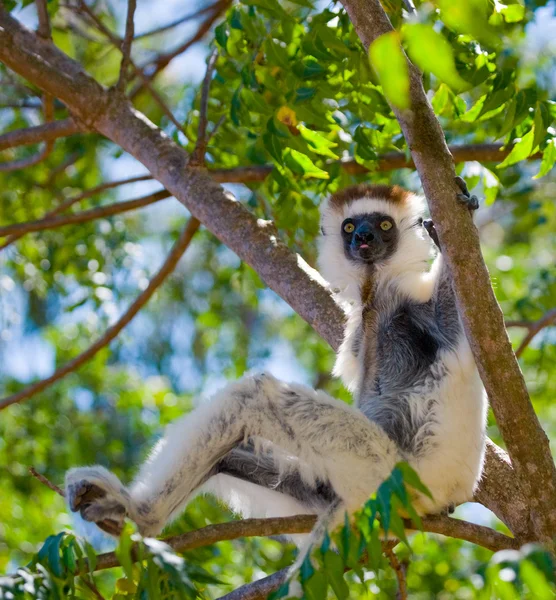 Танці Sifaka, сидячи на дереві — стокове фото