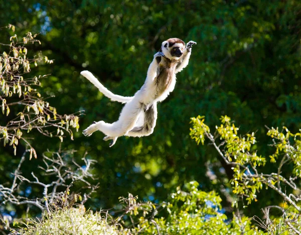 Dans Sifaka.på hoppning. — Stockfoto