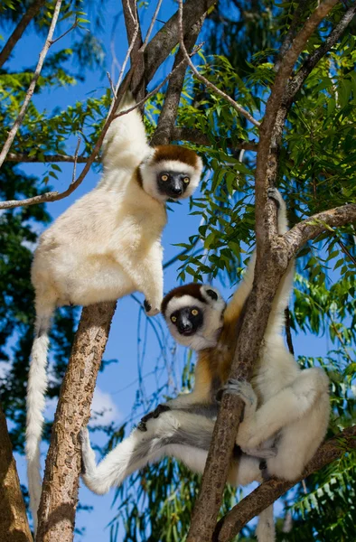 Deux Sifaka dansant assis sur l'arbre — Photo