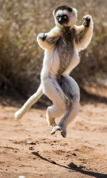 Tanzendes Sifaka-Springen. — Stockfoto