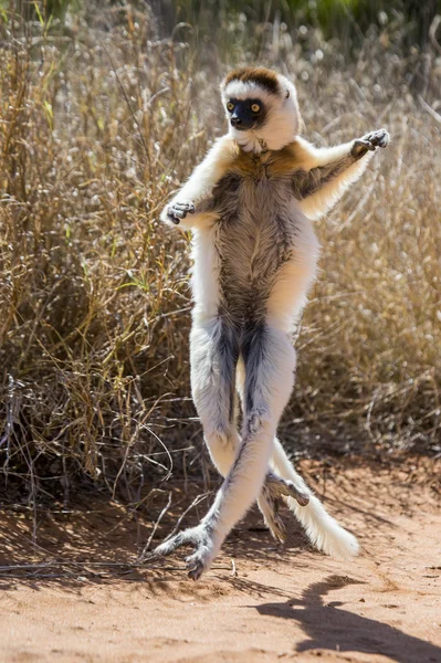 跳舞跳狐猴. — 图库照片
