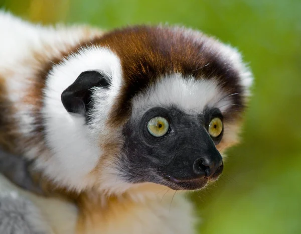 Portret van Dansende sifaka 's — Stockfoto