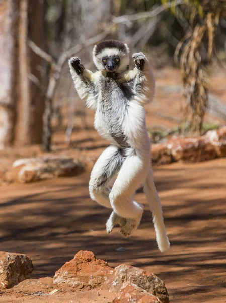 Tanzendes Sifaka-Springen. — Stockfoto