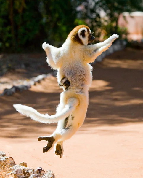 Dancing Sifaka jumping. — Stock Photo, Image