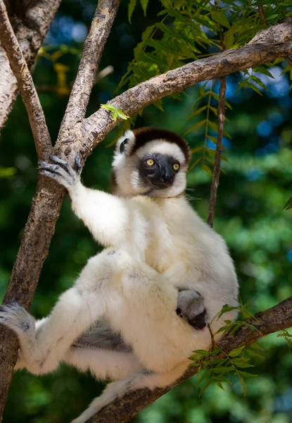 Dansende sifaka's zittend op een boom — Stockfoto