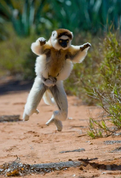 Dancing Sifaka jumping. — Stock Photo, Image