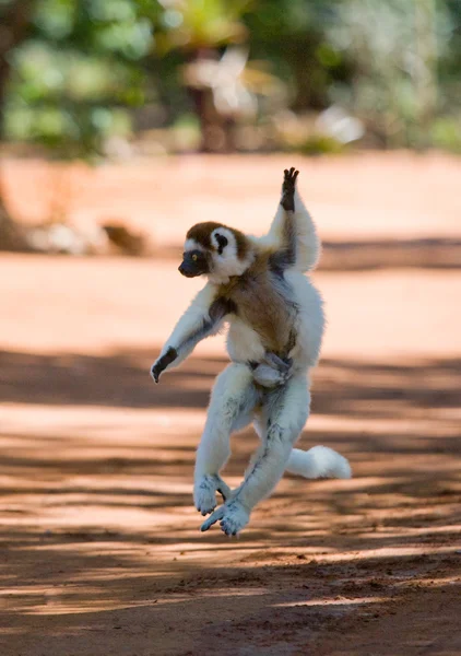 Tánc, Sifaka ugrás. — Stock Fotó