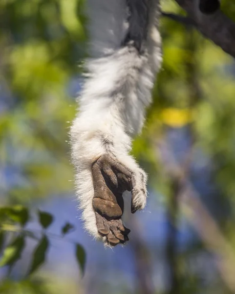 Retrato de un bebé bailando Sifaka — Foto de Stock