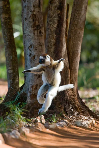 Dançando Sifaka sentado em uma árvore — Fotografia de Stock