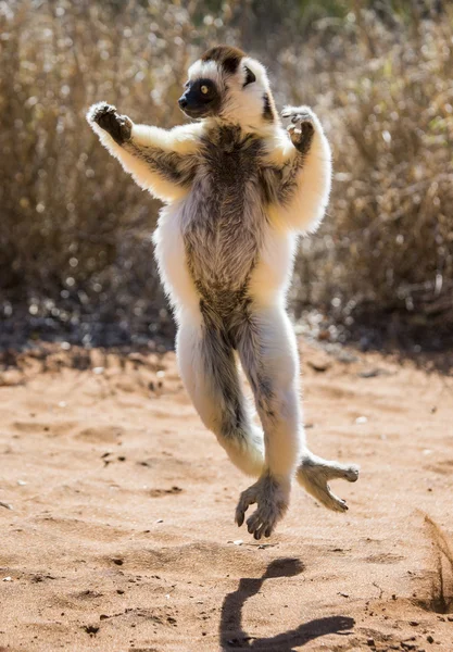 Tančící Sifaka skákání. — Stock fotografie