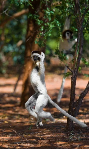 Sifaka atlama dans. — Stok fotoğraf