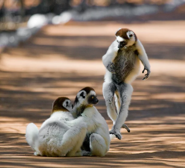 可爱跳舞的狐猴 — 图库照片