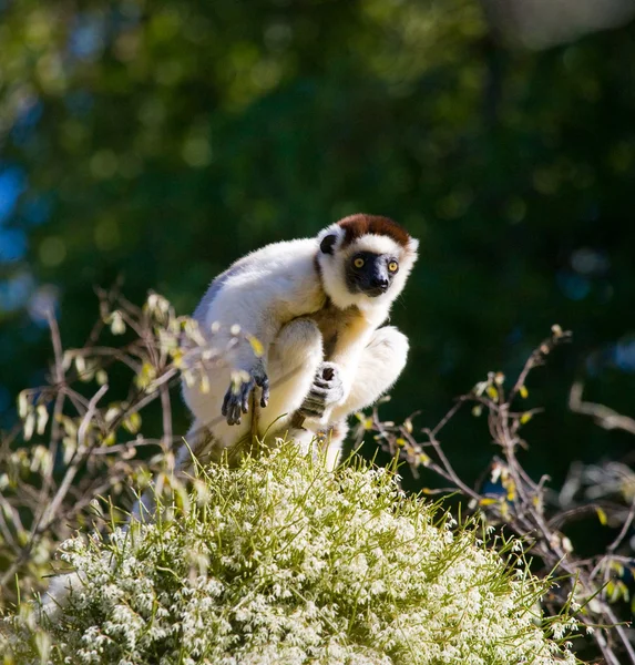 Bailando Sifaka sentado en un árbol — Foto de Stock