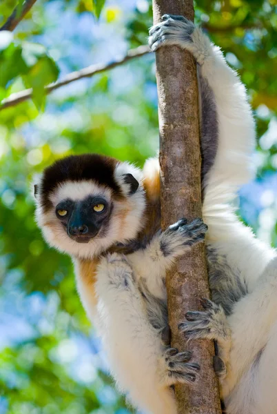 Porträt des tanzenden Sifaka — Stockfoto