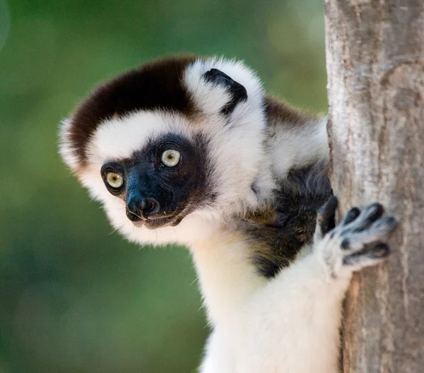 Portret van Dansende sifaka 's — Stockfoto