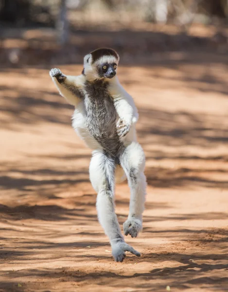 Tánc, Sifaka ugrás. — Stock Fotó