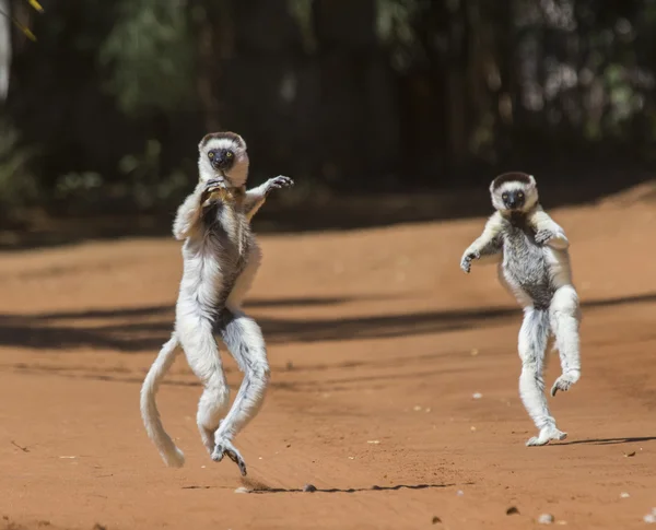 Два танцующих сибиряка — стоковое фото