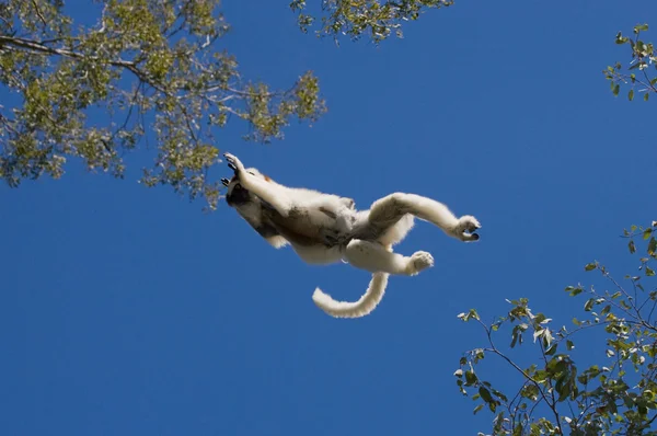 Dans Sifaka.på hoppning. — Stockfoto