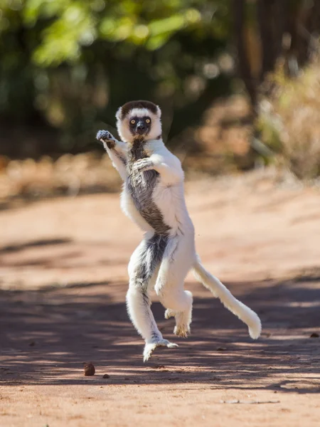 Dancing Sifaka jumping. — Stock Photo, Image