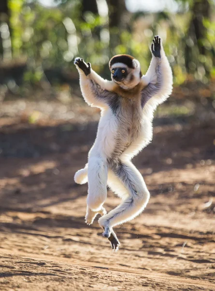 Dansende sifaka's springen. — Stockfoto