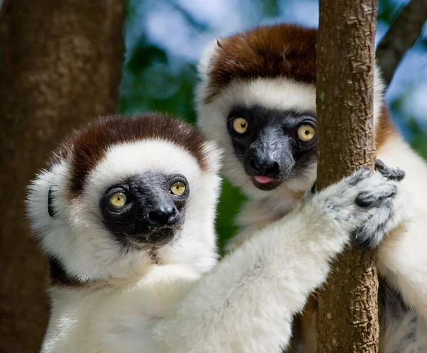 Retrato de um bebê dançando Sifaka — Fotografia de Stock