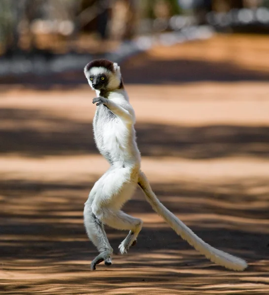 Tančící Sifaka skákání. — Stock fotografie