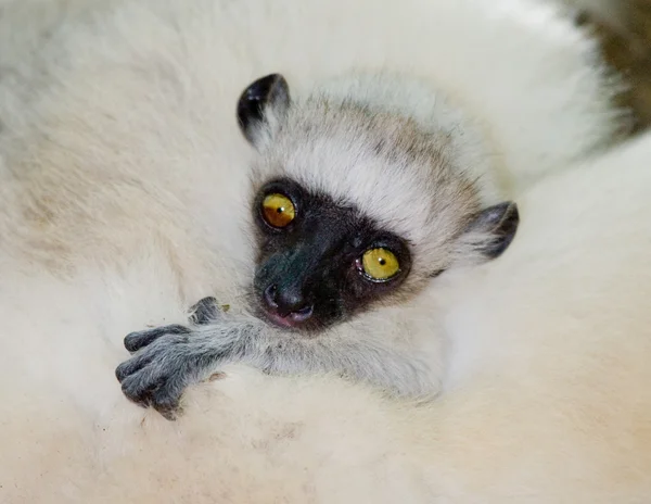 Porträtt av en baby dans Sifaka.på — Stockfoto