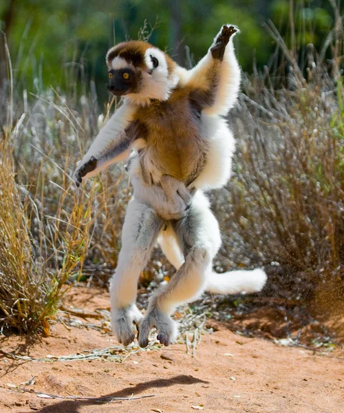 Dansende sifaka's springen. — Stockfoto
