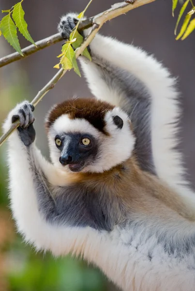 Porträtt av dans Sifaka.på — Stockfoto