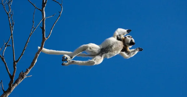 Dansende sifaka's springen. — Stockfoto