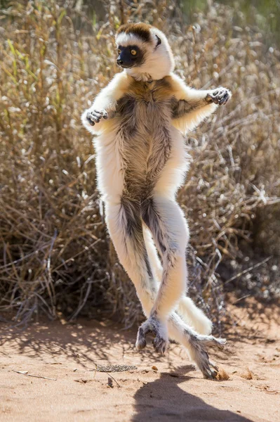 Dansende sifaka's springen. — Stockfoto