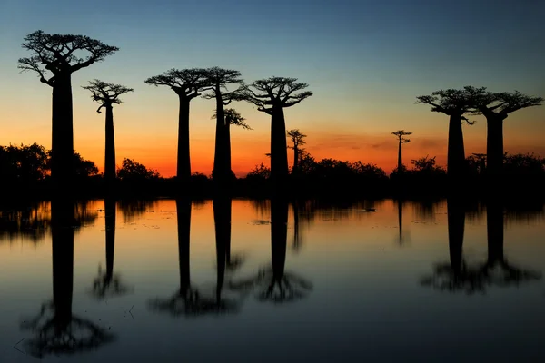 Bellissimi alberi di Baobab — Foto Stock