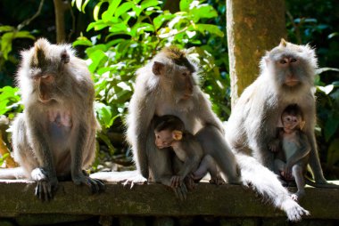 Anne makak yavruları ile