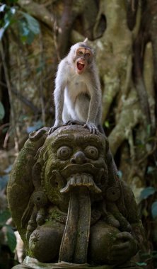 Taş Tapınak içinde oturan makak