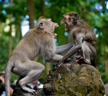 Two Macaques ready to fight clipart