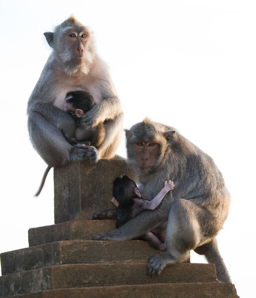 Two mother Macaques