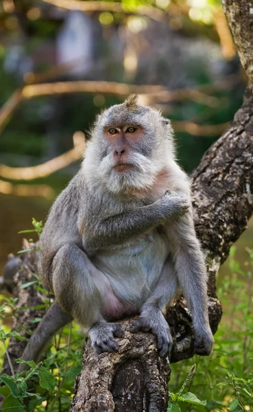 Macaque assis sur un arbre . — Photo